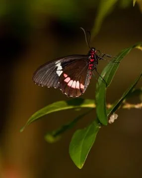 Red Postman Mimic Butterfly 스톡 사진