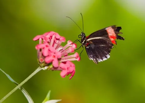 Red Postman Mimic Butterfly 스톡 사진