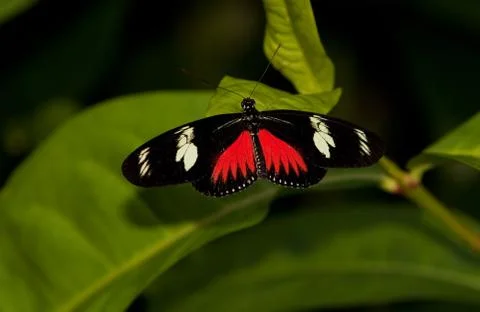 Red Postman Mimic Butterfly Stock-Fotos