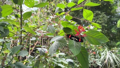 Red Postman or Heliconius erato Stock Footage 284450873