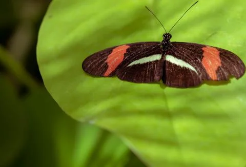 Red postman 写真素材