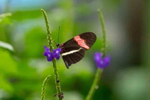 Red postman 写真素材