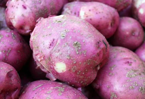 Red potato Stock Photos