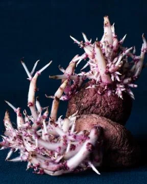 Red potato sprouting Stock Photos