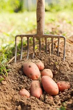 Red potatoes and digging fork Stock Photos