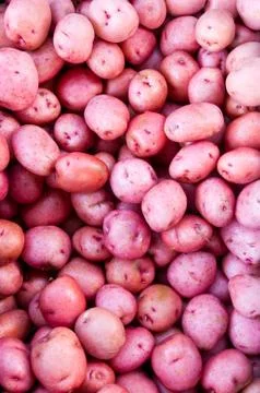 Red potatoes on display Foto stock