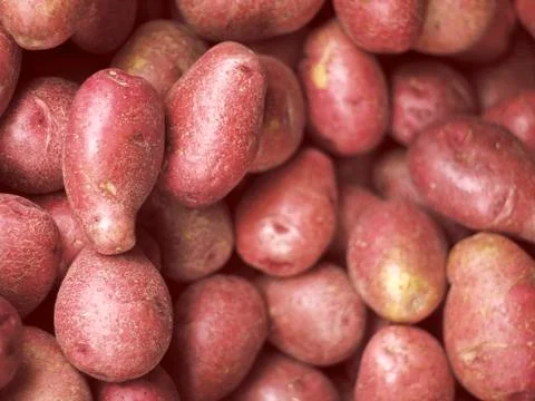 Red potatoes Stock Photos