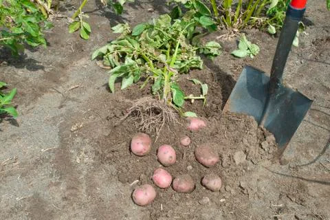 Red potatoes 스톡 사진