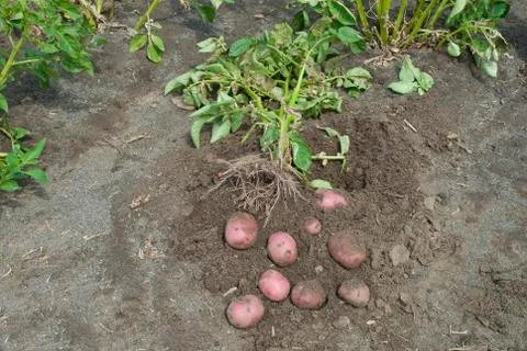 Red potatoes Foto stock