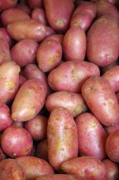 Red potatoes Stock Photos
