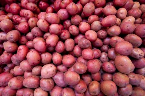 Red potatoes Stock Photos