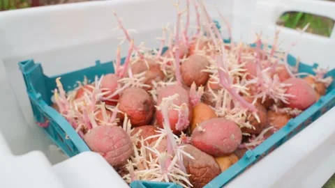Red potatoes with sprouted roots in liquid disinfectant before planting Stock Footage 259876248