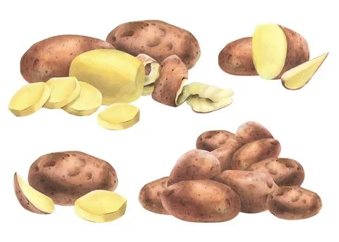 Red potatoes whole, half, cut, peeled and wedges. Watercolor hand drawn Stock Illustration