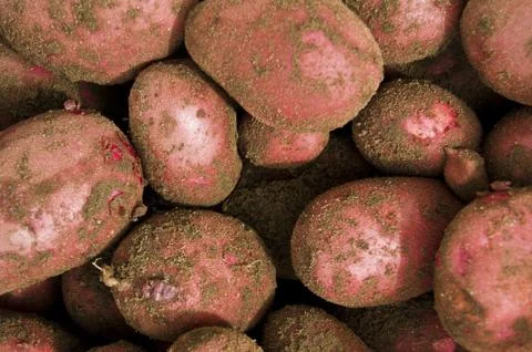 Red potatos Foto stock