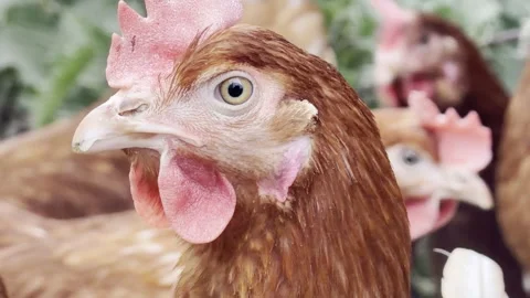Red poultry bird turning head slow motion Vídeos de archivo 334759882
