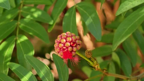 Red Powder Puff, Red Head Powder Puff. Stock Footage 305722648