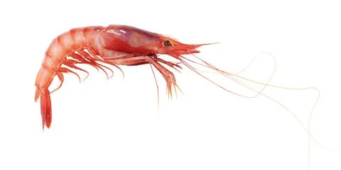Red prawn isolated on white Stock Photos