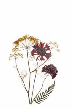 Red pressed Helenium and Dill flowers isolated on a white background. Stock Photos