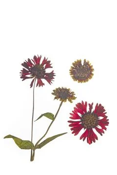 Red pressed Helenium flowers isolated on a white background. Stock Photos