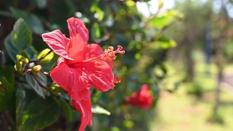 Red pretty flower 動画素材 127646559