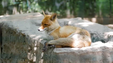 Red pretty fox lying in the zoo. Stock Footage 113217041