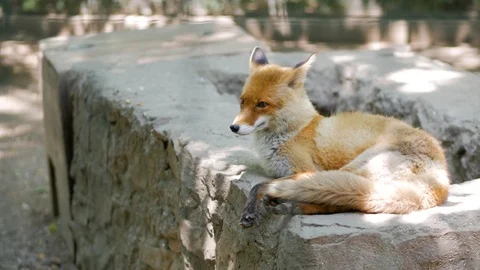 Red pretty fox in the zoo Stock Footage 113217002