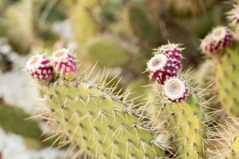 Red prickly pears e cluster on the top of the palms of the cactus, Stock Photos