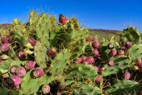 RED PRICKLY PEARS Stock Photos