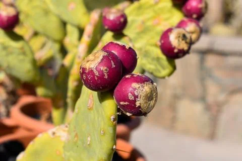 Red Prickly pears Stock Photos
