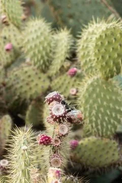 Red prickly pears on their cluster cactus, Stock Photos