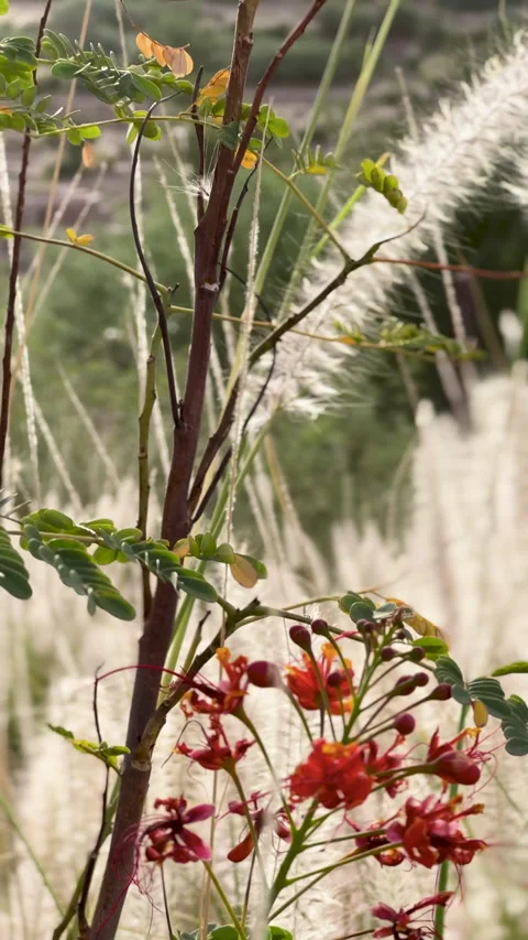 Red Pride of Barbados Flowers in Windy Field Vídeo Stock 338009854