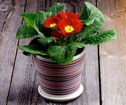 Red Primerose Stock Photos