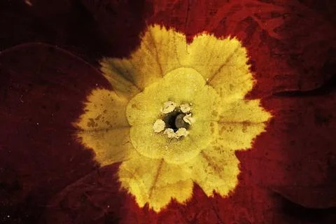 Red primrose bloom with texture Foto stock