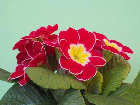 Red primrose flower Foto stock
