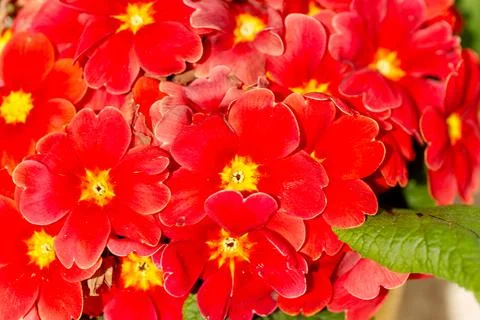 Red primrose flowers blooming in vibrant spring garden Stock Photos