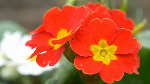 Red Primrose Flowers Blowing In The Wind Stock Footage 104112447