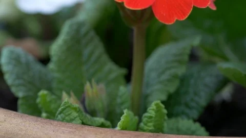 Red Primrose Flowers Video stock 104111752