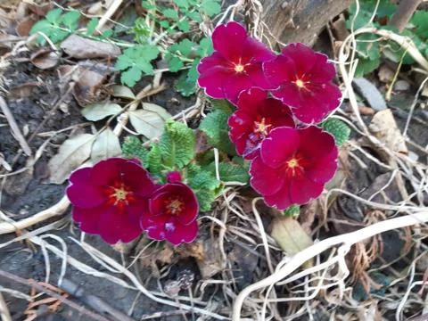 Red Primrose Stock Photos