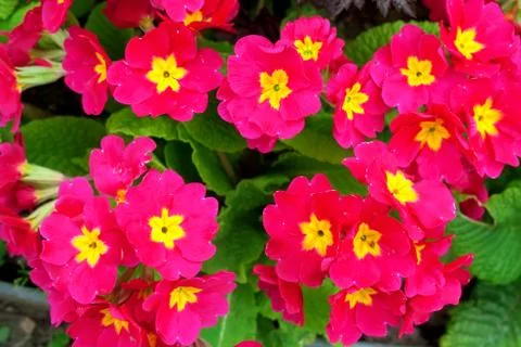 Red primroses Stock Photos