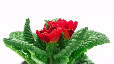 Red Primula Blooming Timelapse Stock Footage 75552539