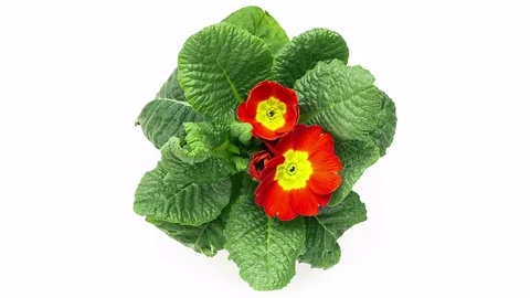 Red Primula Blooming Timelapse Stock Footage 75553053