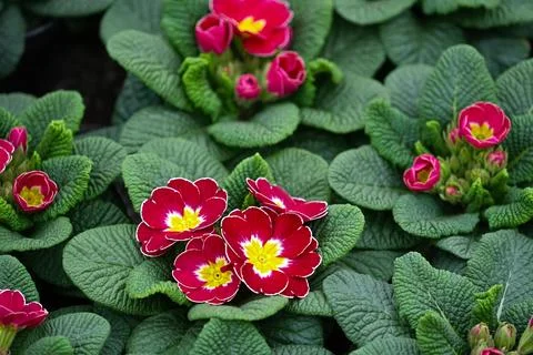 Red primula common flowering close up , top view. Stock Photos