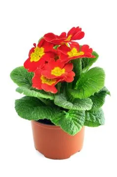 Red primula on isolated white background Foto stock
