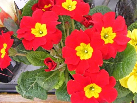 Red primula primrose in pot Stock Photos