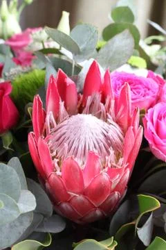 Red Protea flower Stock Photos