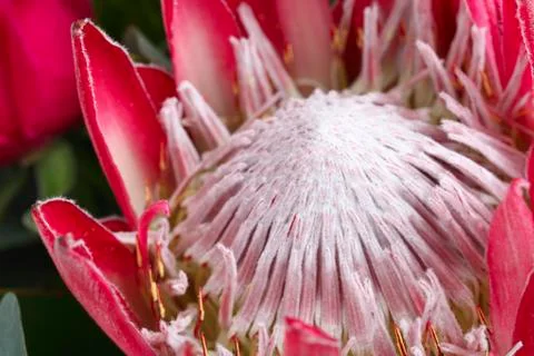 Red Protea flower Stock Photos