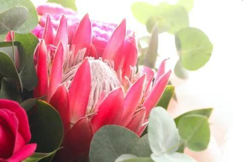 Red Protea flower Stock Photos