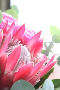 Red Protea flower Stock Photos