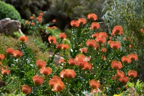 Red Protea Flowers Foto stock