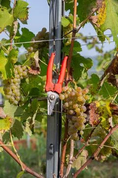 Red Pruning Shears on Vineyard Post During White Grape Harvest Stock Photos